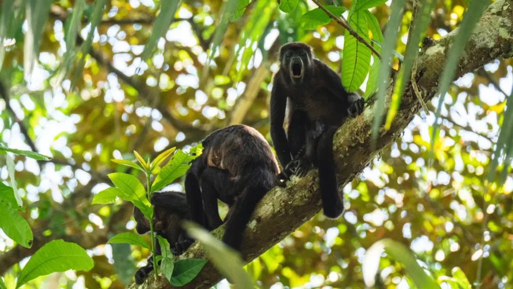 Pair of howler monkeys in the rainforest at Monkey Island Panama.