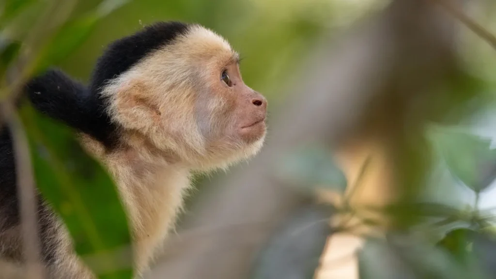 Close-up of a white-faced capuchin monkey at Monkey Island Panama.