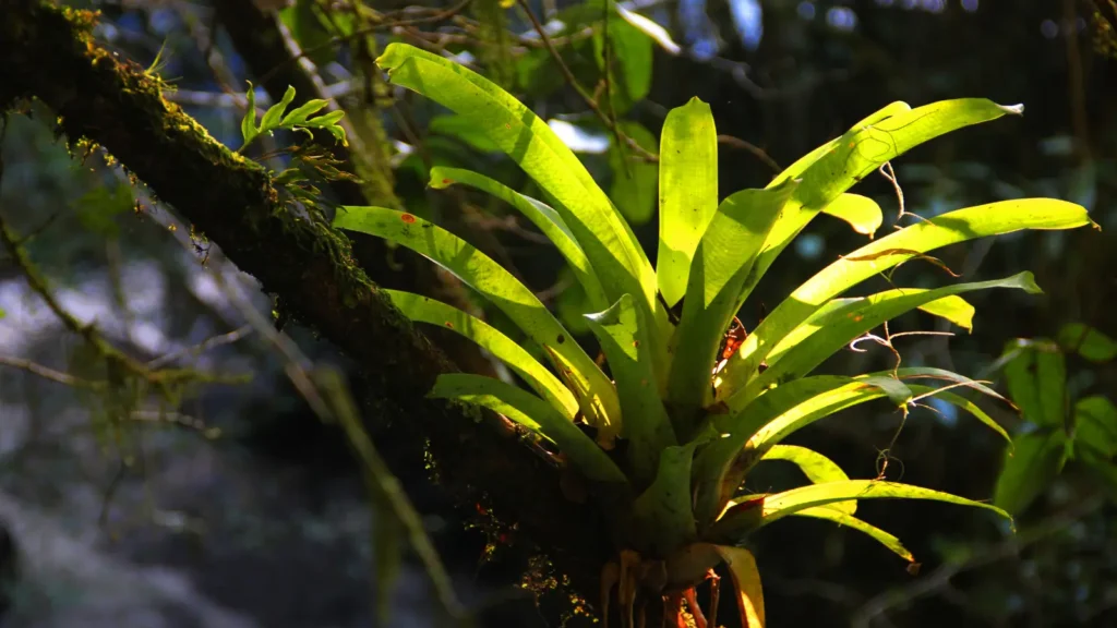 Tropical bromeliad plant growing in the rainforest near Gatun Lake Panama.