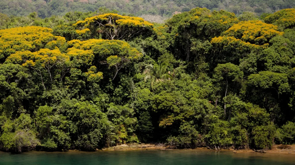 Tropical rainforest along the shores of Gatun Lake during the Monkey Safari Panama experience.