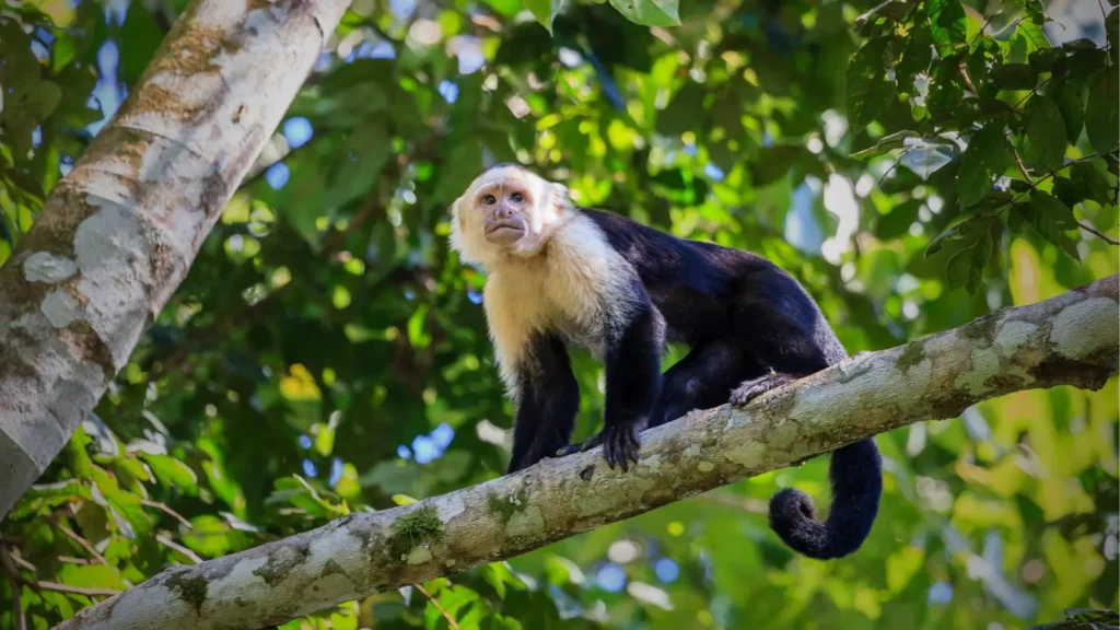 White-faced capuchin monkey at Monkey Island during the Monkey Safari Panama tour.
