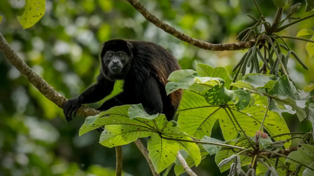 Howler monkey in a tree at Monkey Island on Gatun Lake Panama.