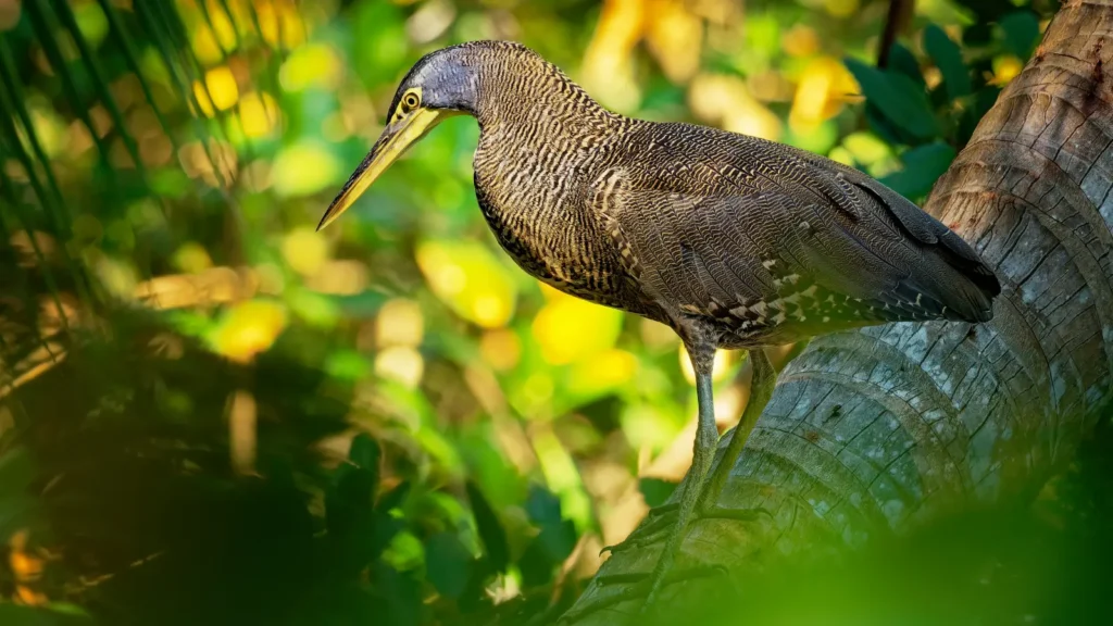 tiger heron at Gatun Lake Panama rainforest