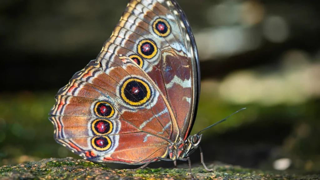 blue morpho butterfly in Gatun Lake rainforest Panama