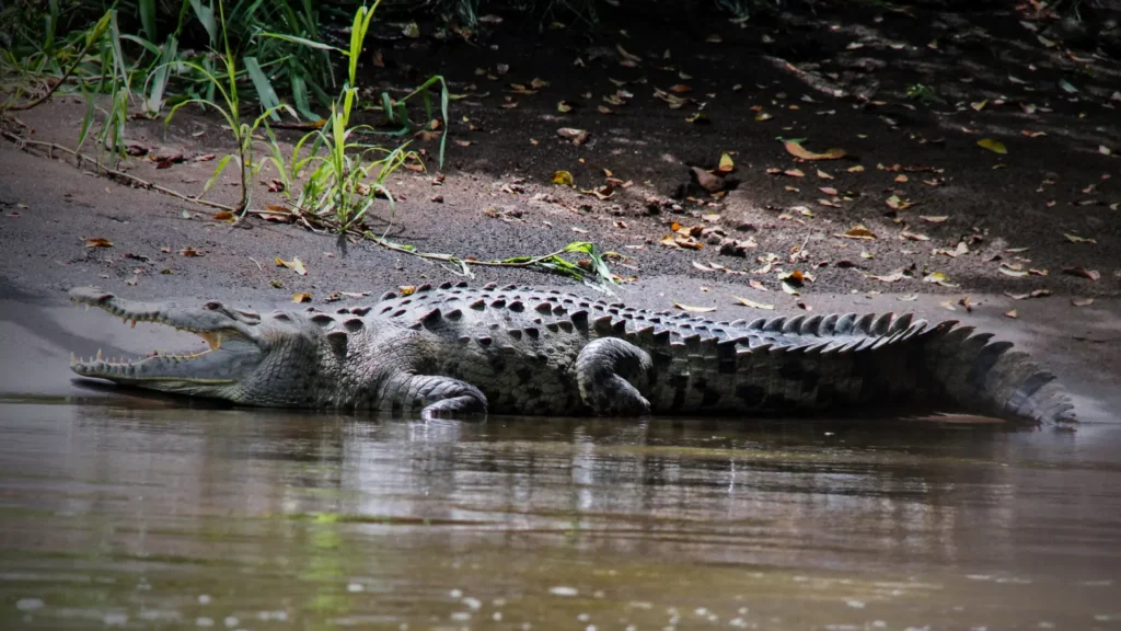 american crocodile in Gatun Lake Panama