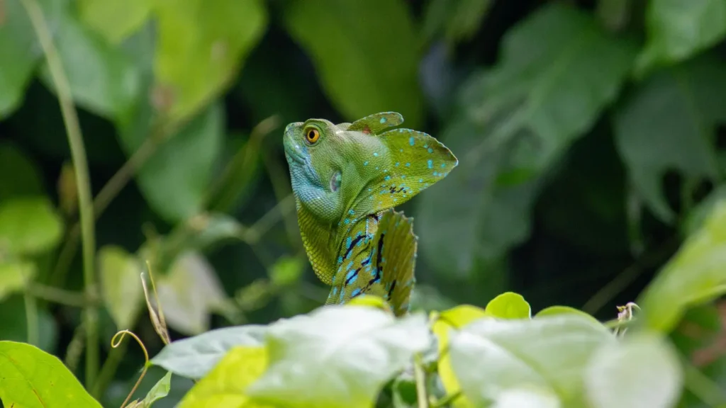 basilisk lizard in the rainforest at Gatun Lake Panama