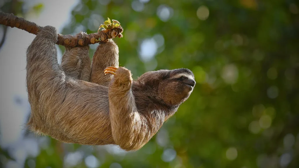 Wildlife seen during the Monkey Island Tour in Gatun Lake Panama