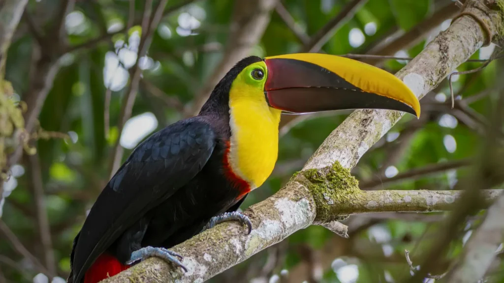 yellow throated toucan in the rainforest near Gatun Lake Panama