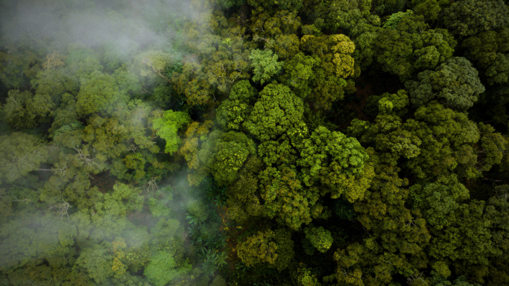 Aerial view of the tropical rainforest canopy surrounding Gatun Lake Panama.
