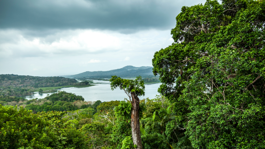 Panoramic view of Gatun Lake and the surrounding rainforest in Panama.